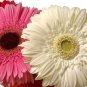 Gerbera Daisy Hybrids Mix Flower  200 Seeds