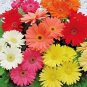 Gerbera Daisy Hybrids Mix Flower  200 Seeds