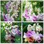 Rare Silla Beautiful Green Snail  vine 100 Seeds