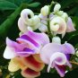 Rare Silla Beautiful Green Snail  vine 100 Seeds