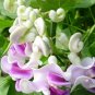 Rare Silla Beautiful Green Snail  vine 100 Seeds