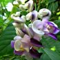 Rare Silla Beautiful Green Snail  vine 100 Seeds