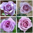Sterling Silver Rose 240 Seeds