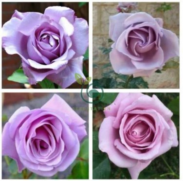 Sterling Silver Rose 240 Seeds