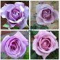 Sterling Silver Rose 240 Seeds