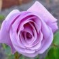 Sterling Silver Rose 240 Seeds