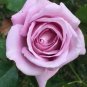 Sterling Silver Rose 240 Seeds