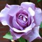 Sterling Silver Rose 240 Seeds