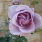 Sterling Silver Rose 240 Seeds