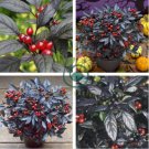 'Onyx' Red Ornamental Pepper Bonsai 60 Seeds