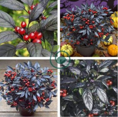 'Onyx' Red Ornamental Pepper Bonsai 60 Seeds