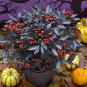 'Onyx' Red Ornamental Pepper Bonsai 60 Seeds