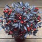 'Onyx' Red Ornamental Pepper Bonsai 60 Seeds