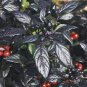 'Onyx' Red Ornamental Pepper Bonsai 60 Seeds