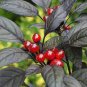 'Onyx' Red Ornamental Pepper Bonsai 60 Seeds