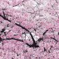 Heirloom Pink Beautiful Oriental Cherry Sakura Tree 40 Seeds