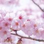 Heirloom Pink Beautiful Oriental Cherry Sakura Tree 40 Seeds