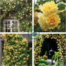 Heirloom Big Blooming Yellow Turbine-like Climbing Rose 100 Seeds