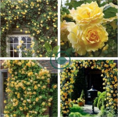 Heirloom Big Blooming Yellow Turbine-like Climbing Rose 100 Seeds