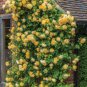 Heirloom Big Blooming Yellow Turbine-like Climbing Rose 100 Seeds