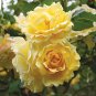 Heirloom Big Blooming Yellow Turbine-like Climbing Rose 100 Seeds
