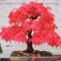 Rare Colorful Bonsai Japanese Maple Tree 40 Seeds