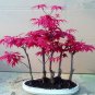 Rare Colorful Bonsai Japanese Maple Tree 40 Seeds