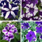 Blue Star White Stripe Express Petunia 400 Seeds