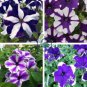Blue Star White Stripe Express Petunia 400 Seeds