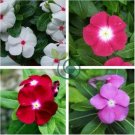 Vinca Rosea Periwinkle Little Linda Mixed 40 Seeds