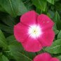 Vinca Rosea Periwinkle Little Linda Mixed 40 Seeds