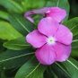 Vinca Rosea Periwinkle Little Linda Mixed 40 Seeds