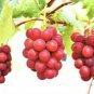 Ruby Roman Grapes 30 Seeds