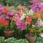 Rare Beautiful Seed Bougainvillea 200 Seeds