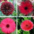 Rose Red Gerbera Spider Daisy Double Flowers 20 Seeds