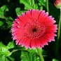 Rose Red Gerbera Spider Daisy Double Flowers 20 Seeds