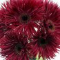 Rose Red Gerbera Spider Daisy Double Flowers 200 Seeds