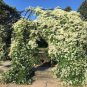 Sweet Autumn Clematic 200 Seeds