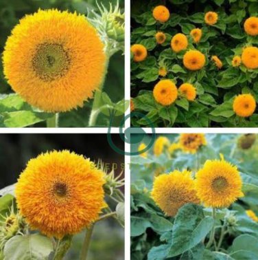 Giant Sunflower Teddy Bear 80 Seeds
