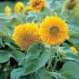 Giant Sunflower Teddy Bear 80 Seeds