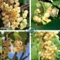 Fresh White Currant Berry 40 Seeds