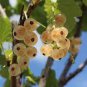 Fresh White Currant Berry 40 Seeds
