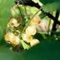Fresh White Currant Berry 40 Seeds