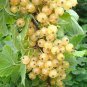 Fresh White Currant Berry 40 Seeds