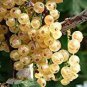 Fresh White Currant Berry 40 Seeds