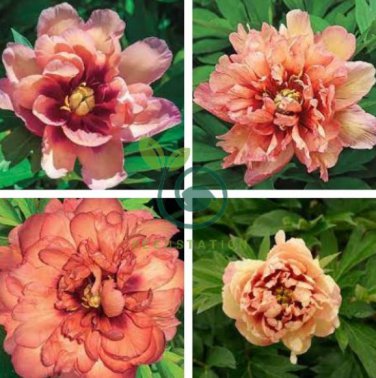 'Kopper Kettle' Orange Peony Tree 10 Seeds