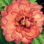 'Kopper Kettle' Orange Peony Tree 10 Seeds