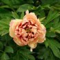 'Kopper Kettle' Orange Peony Tree 10 Seeds