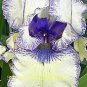 Rare 'Louis' Iris Tectorum Flower 40 Seeds