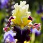 Rare 'Louis' Iris Tectorum Flower 40 Seeds